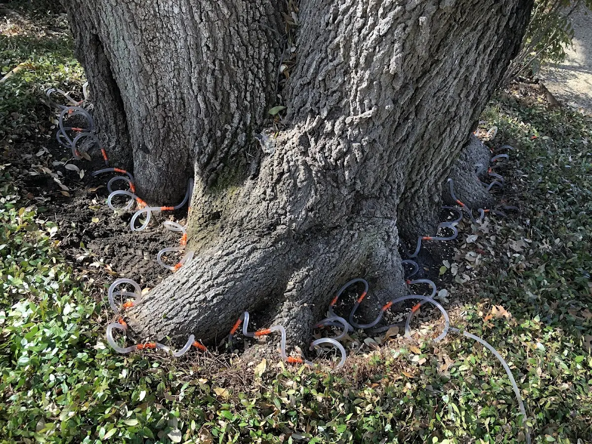 Detailed Tree Cabling and Bracing job site in Ingram