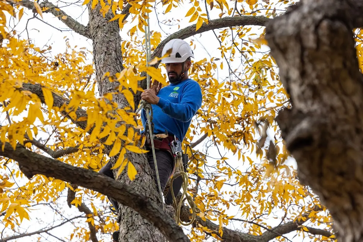 Skilled Emergency Tree Service crew working in Ingram